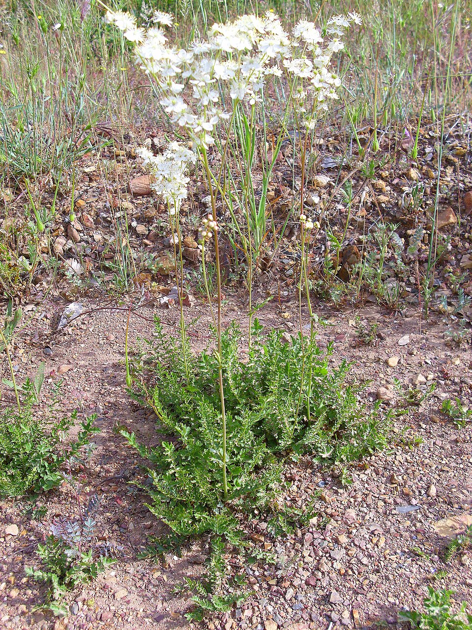 Filipendula vulgaris (Dropwort)