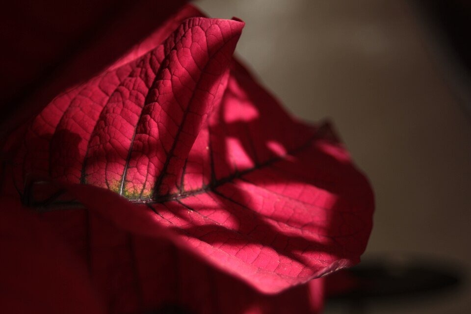 Euphorbia pulcherrima (Poinsettia) (alternate view 6)
