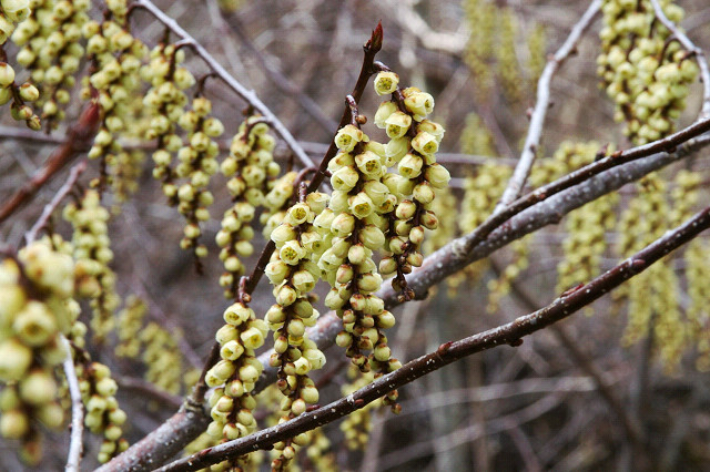 Stachyurus praecox, Early spiketail — spreading deciduous (Stachyuraceae) (image 1 of 10)