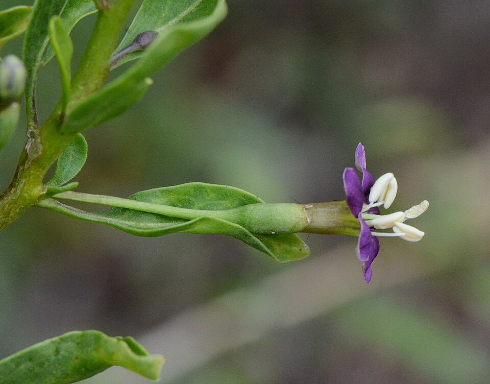 Lycium barbarum (Goji Berry) (alternate view 8)