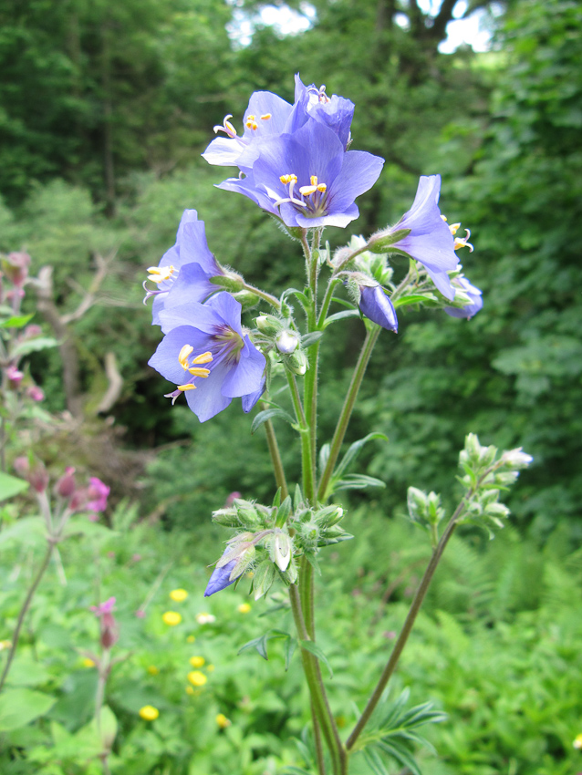 Polemonium caeruleum, Jacob's ladder — clumping deciduous (Polemoniaceae) (image 3 of 10)