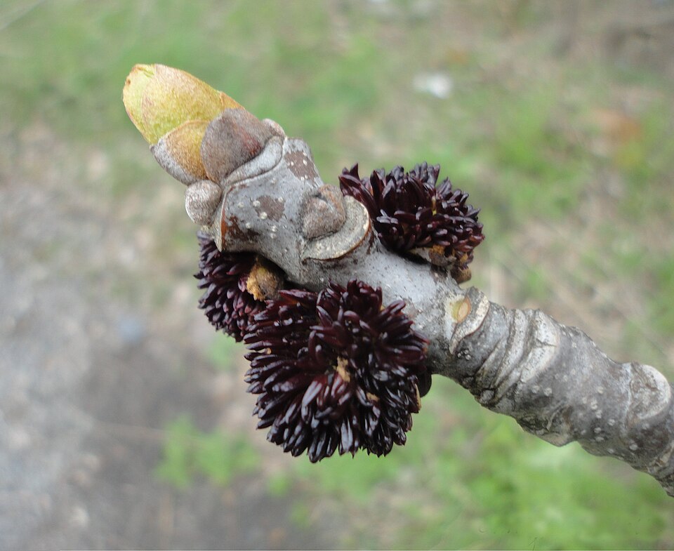 Fraxinus americana (White Ash) (alternate view 7)