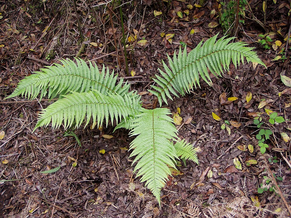 Dryopteris affinis (Golden-scaled Male-fern)