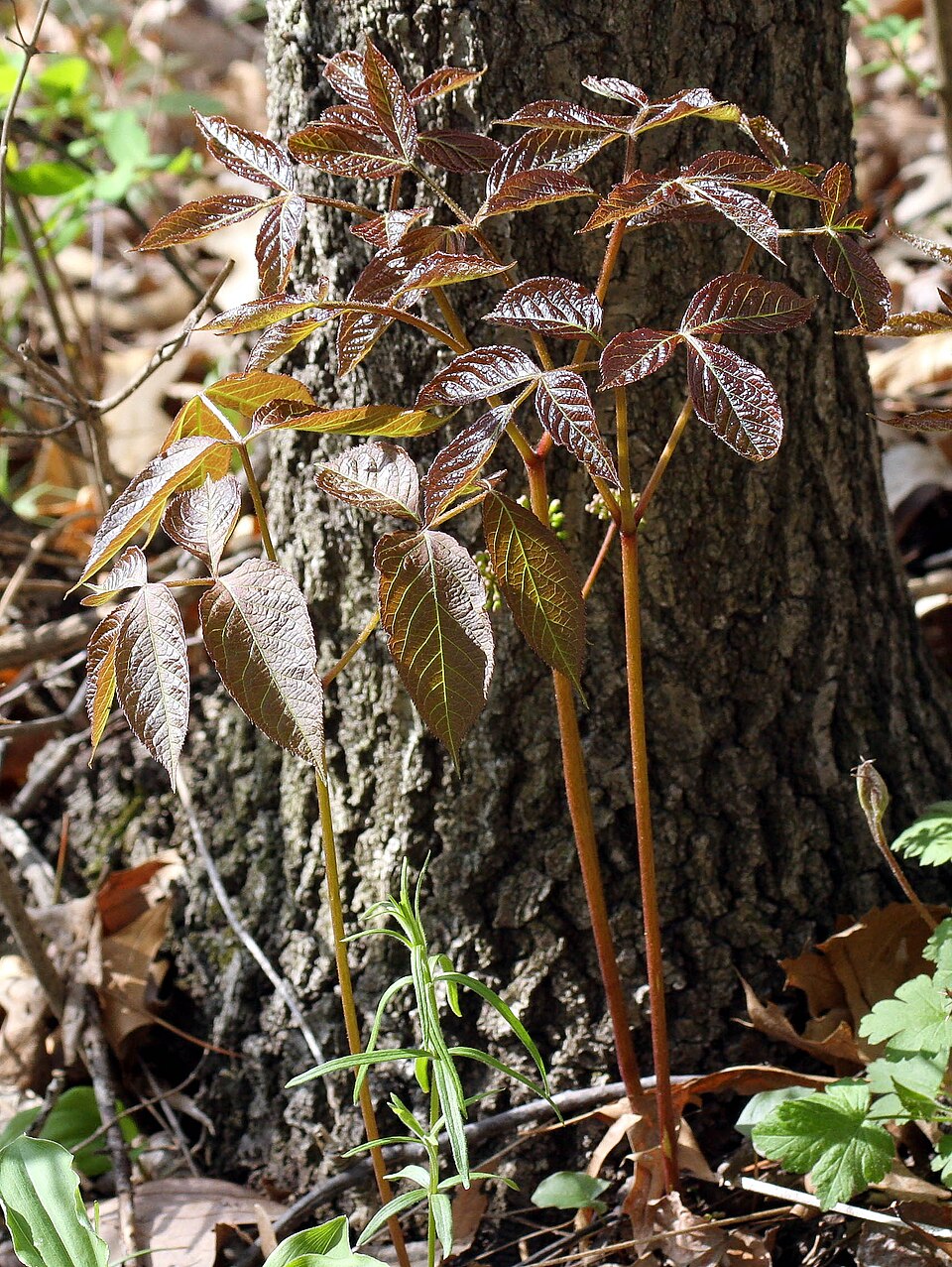 Aralia nudicaulis (wild sarsaparilla)