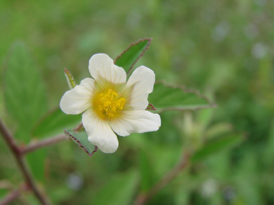Sida rhombifolia (Cuban jute) (alternate view 8)