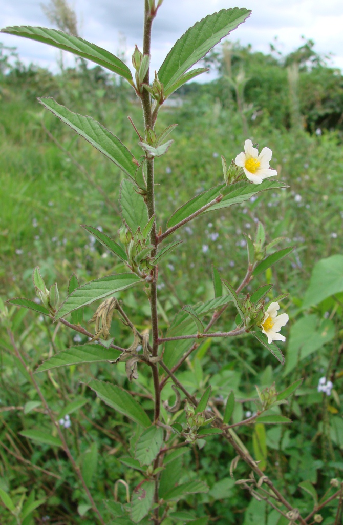 Sida rhombifolia (Cuban jute) (alternate view 9)