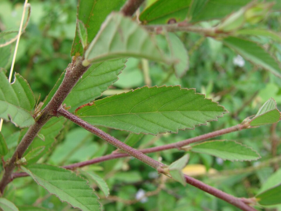 Sida rhombifolia (Cuban jute) (alternate view 10)