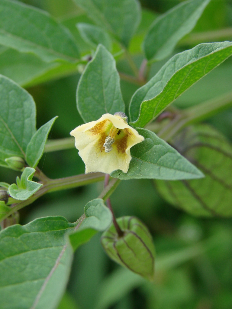 Physalis angulata (cutleaf groundcherry) (alternate view 3)