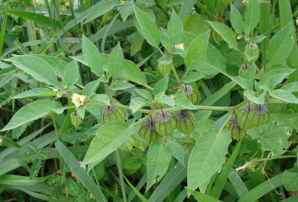 Physalis angulata (cutleaf groundcherry) (alternate view 4)