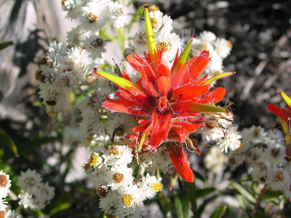 Castilleja miniata (Common Paintbrush) (alternate view 8)