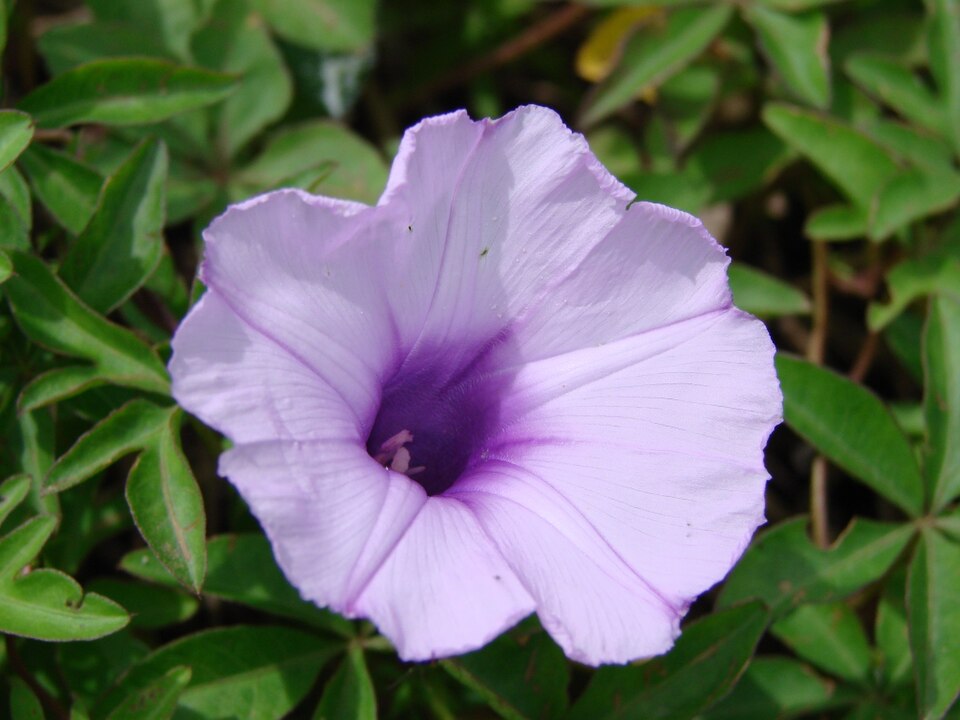 Ipomoea cairica (Mile-a-minute vine)