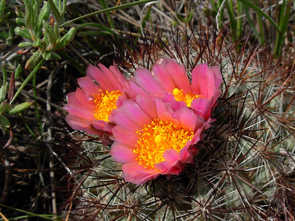 Pediocactus simpsonii (Mountain Ball Cactus) (alternate view 7)