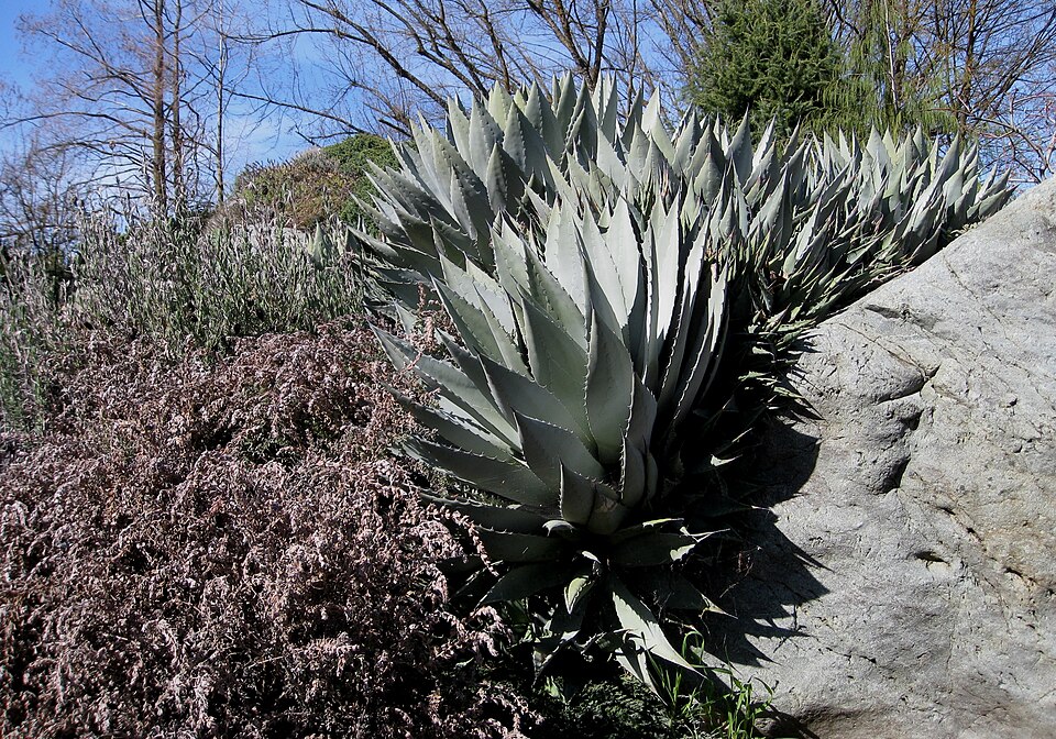 Agave palmeri (Palmer's agave) (alternate view 8)
