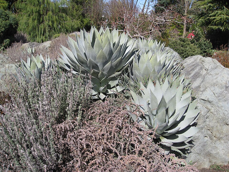 Agave palmeri (Palmer's agave) (alternate view 9)
