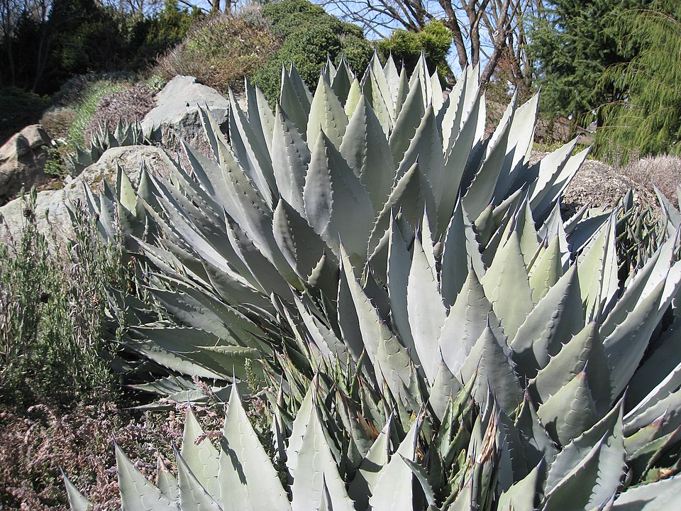 Agave palmeri (Palmer's agave) (alternate view 10)