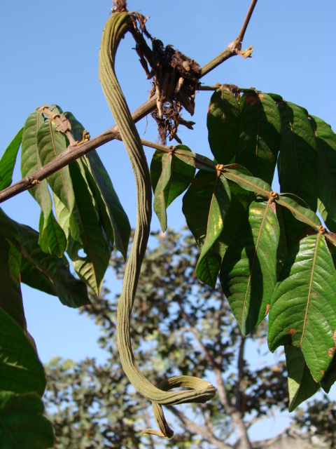 Inga edulis (Ice Cream Bean) (alternate view 4)