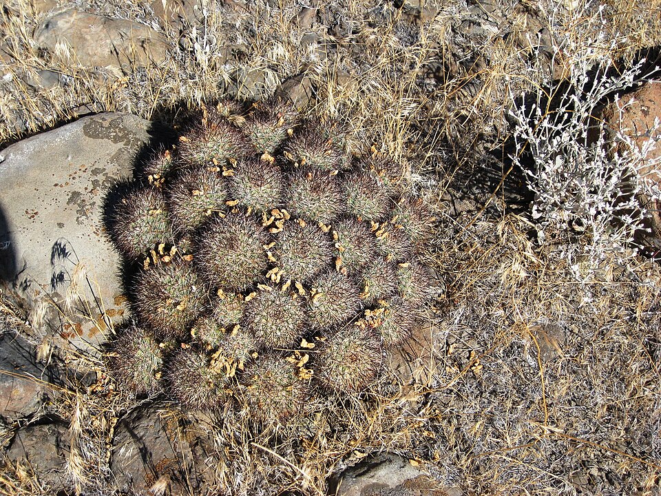 Pediocactus simpsonii (Mountain Ball Cactus) (alternate view 8)