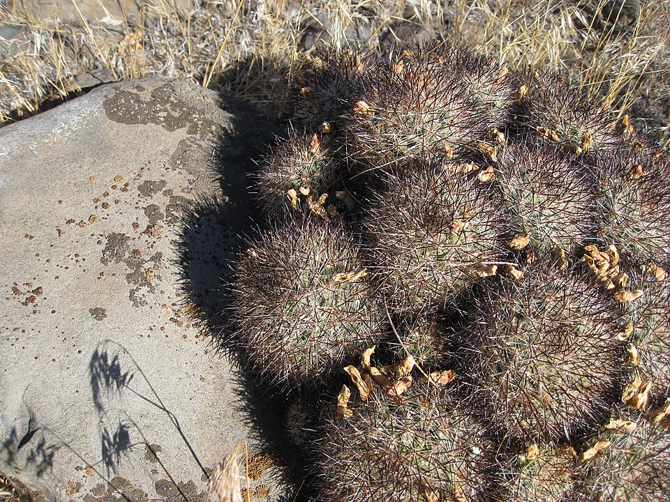 Pediocactus simpsonii (Mountain Ball Cactus) (alternate view 9)