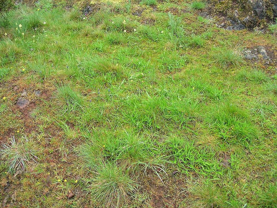 Toxicoscordion venenosum (Meadow Deathcamas) (alternate view 6)