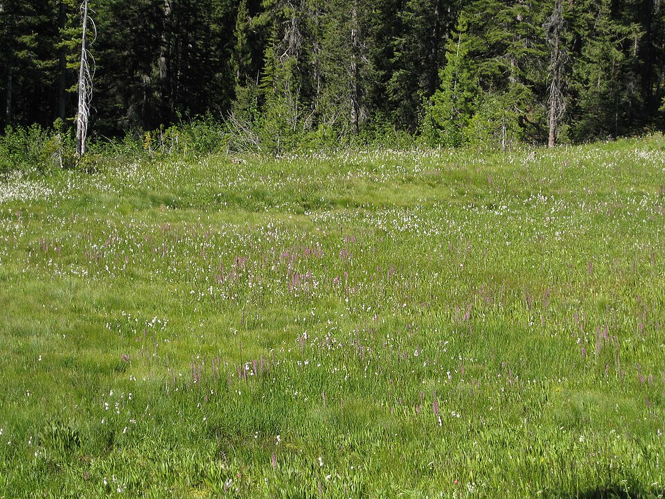 Platanthera dilatata (white bog orchid) (alternate view 9)