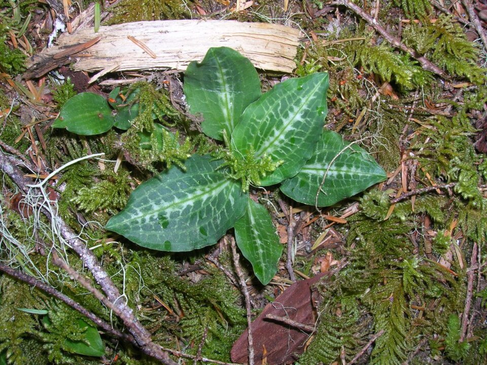 Goodyera oblongifolia (Rattlesnake Plantain) (alternate view 9)