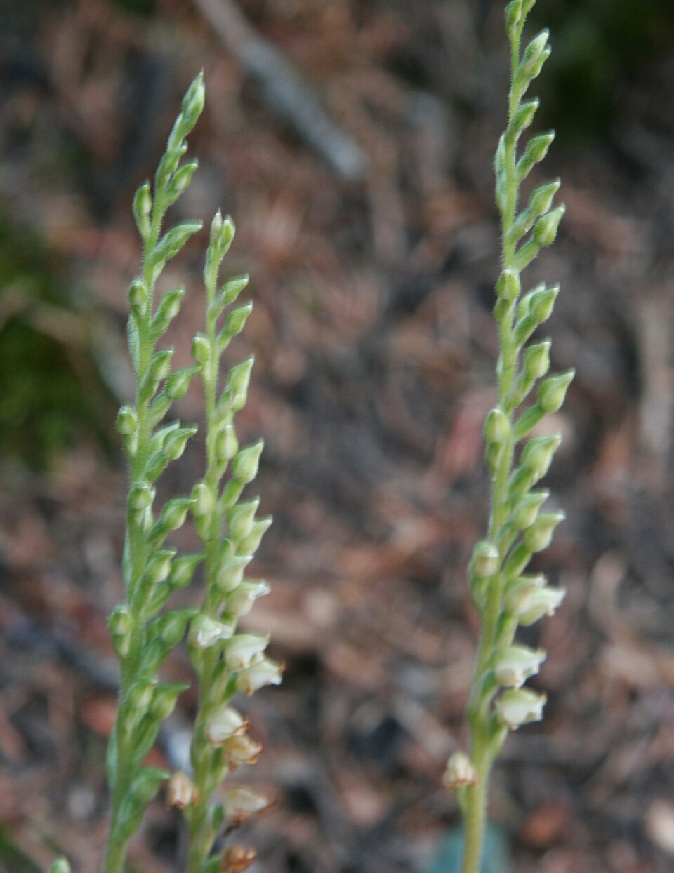 Goodyera oblongifolia (Rattlesnake Plantain) (alternate view 10)