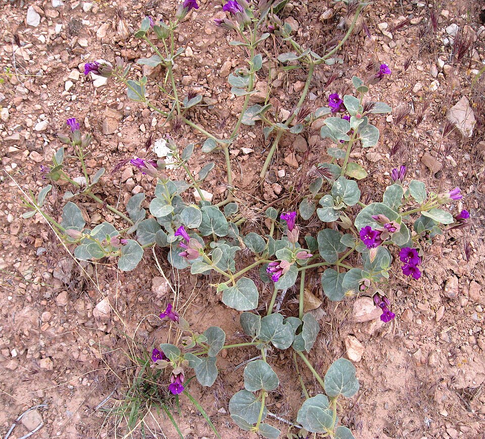 Mirabilis multiflora (Colorado Four o'Clock) (alternate view 9)