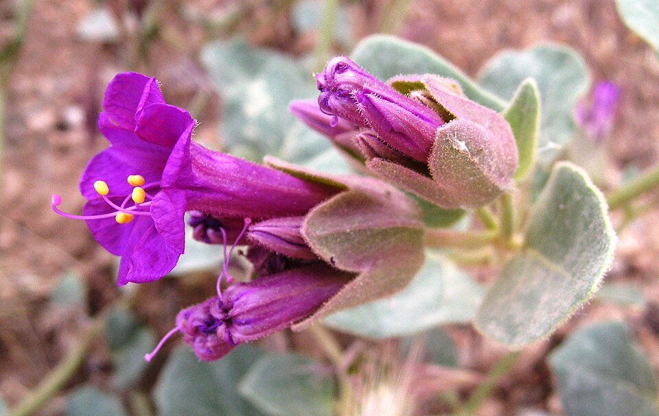 Mirabilis multiflora (Colorado Four o'Clock) (alternate view 10)