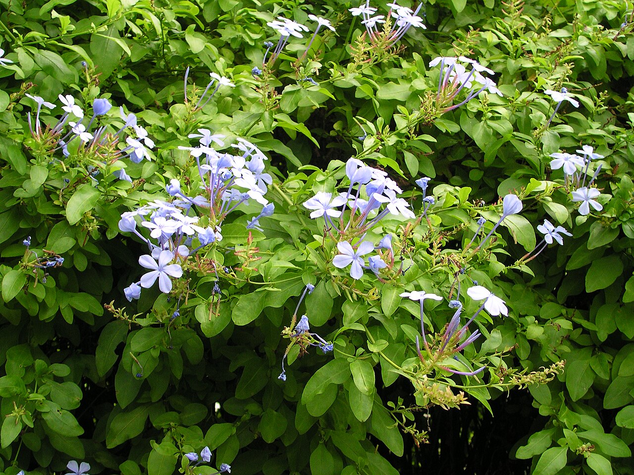 Plumbago auriculata, Cape plumbago — spreading evergreen (Plumbaginaceae) (image 8 of 10)