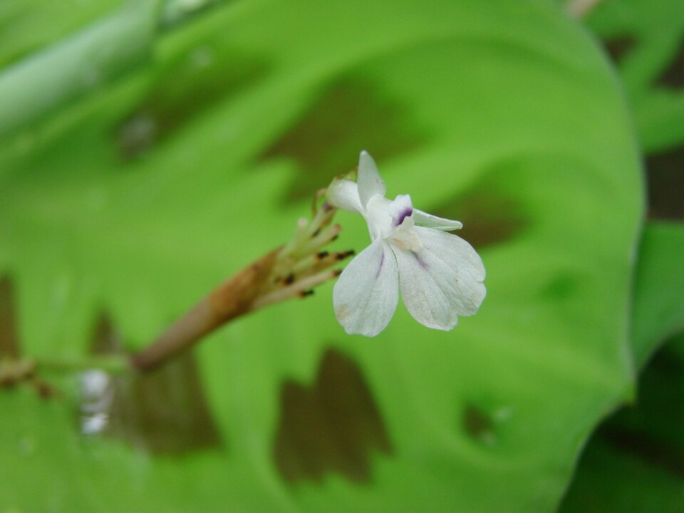 Maranta leuconeura (Prayer Plant) (alternate view 13)