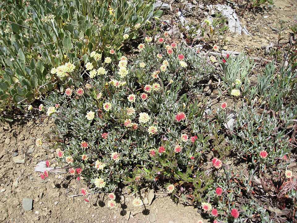 Eriogonum strictum (Strict Buckwheat) (alternate view 9)