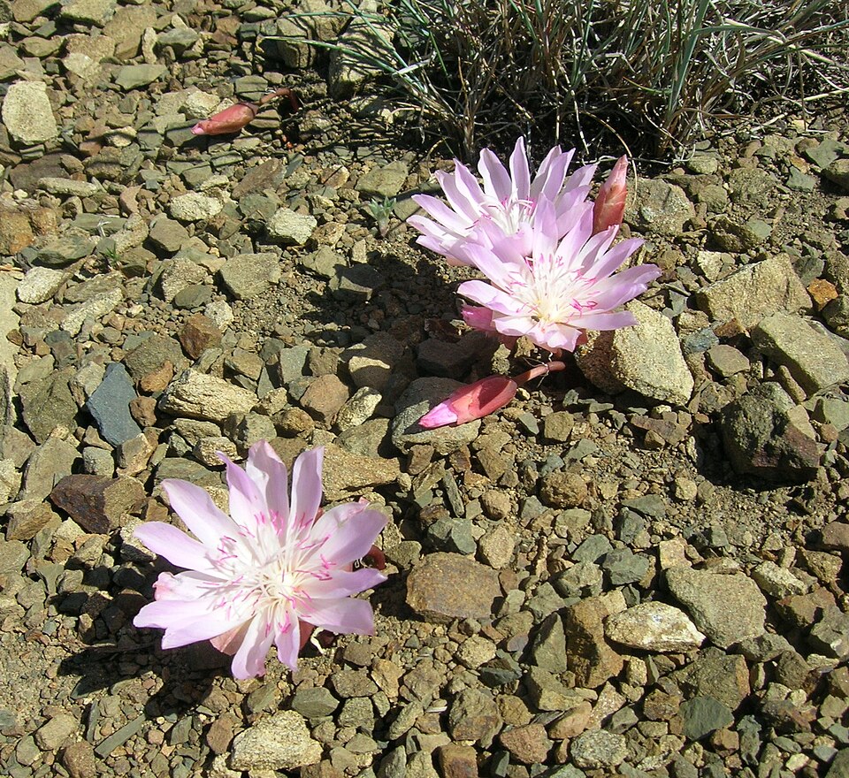 Lewisia rediviva (Bitterroot) (alternate view 6)