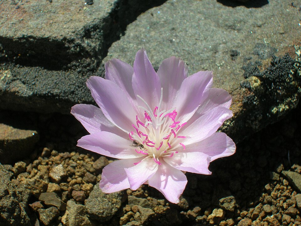 Lewisia rediviva (Bitterroot) (alternate view 7)
