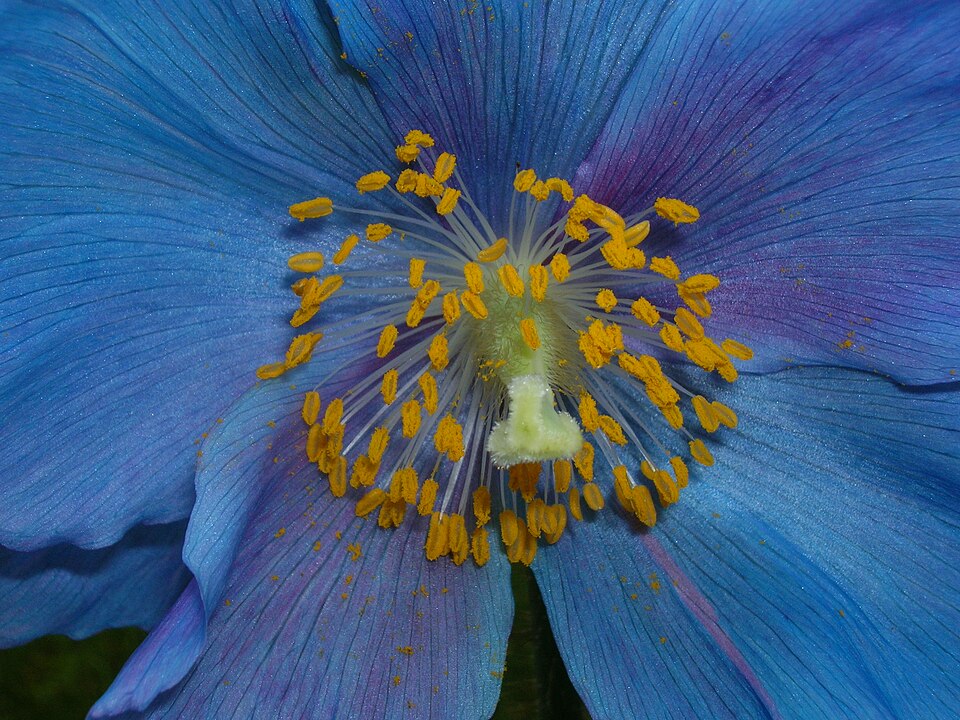 Meconopsis 'Lingholm' (blue poppy) (alternate view 3)