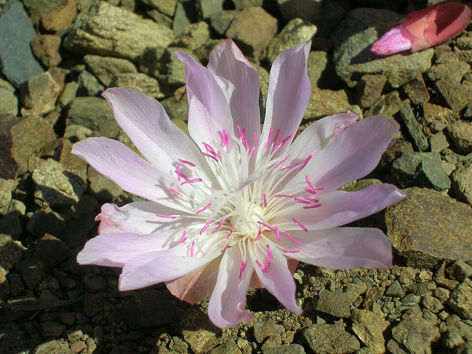 Lewisia rediviva (Bitterroot) (alternate view 8)