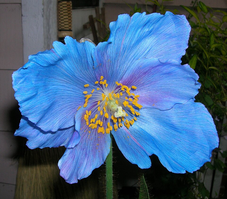 Meconopsis 'Lingholm' (blue poppy) (alternate view 4)