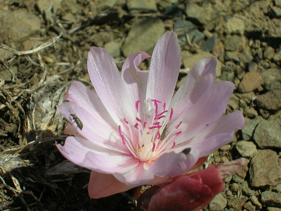 Lewisia rediviva (Bitterroot) (alternate view 9)