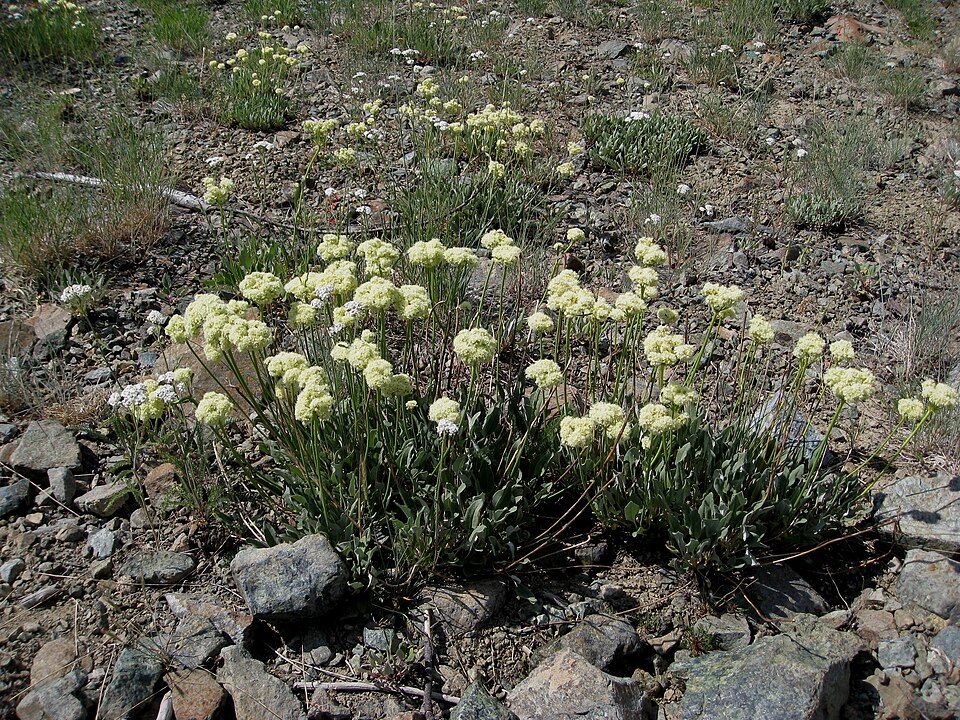 Eriogonum compositum (Arrowleaf Buckwheat) (alternate view 7)