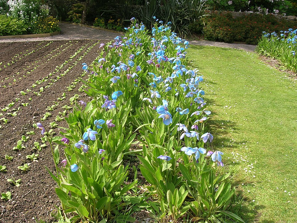 Meconopsis 'Lingholm' (blue poppy) (alternate view 5)