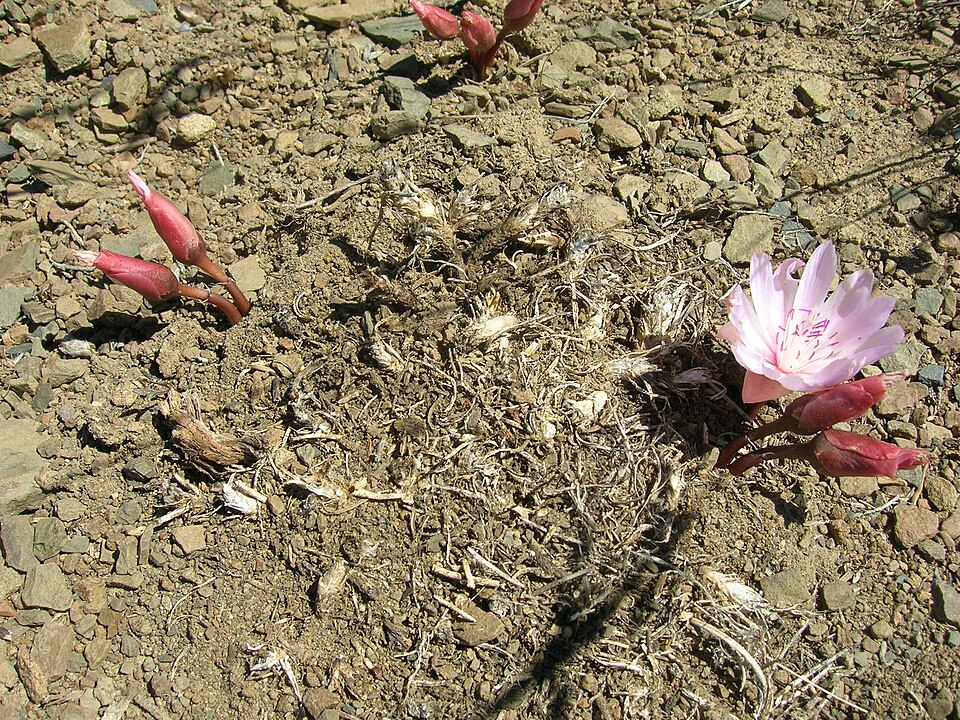 Lewisia rediviva (Bitterroot) (alternate view 10)