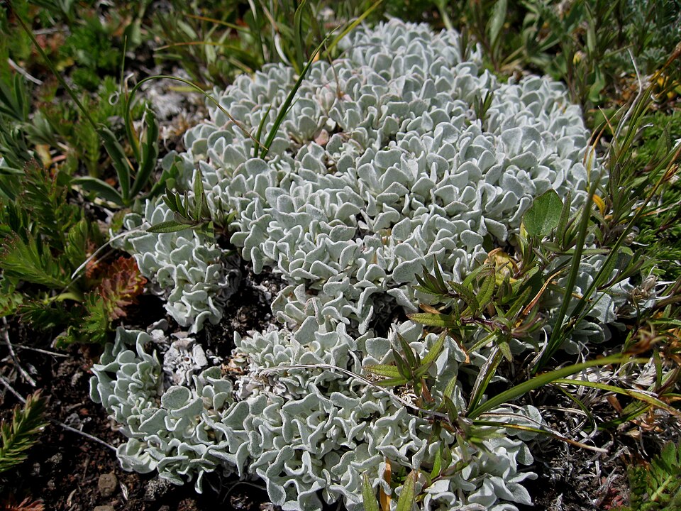 Eriogonum ovalifolium (cushion buckwheat) (alternate view 7)