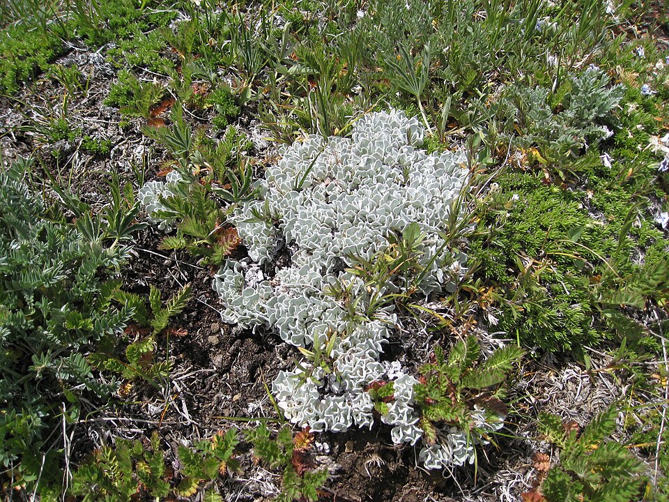 Eriogonum ovalifolium (cushion buckwheat) (alternate view 8)