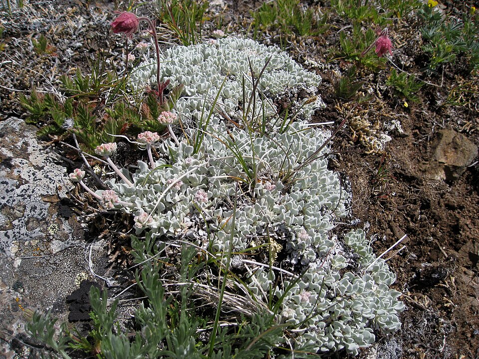 Geum triflorum (Prairie Smoke) (alternate view 9)