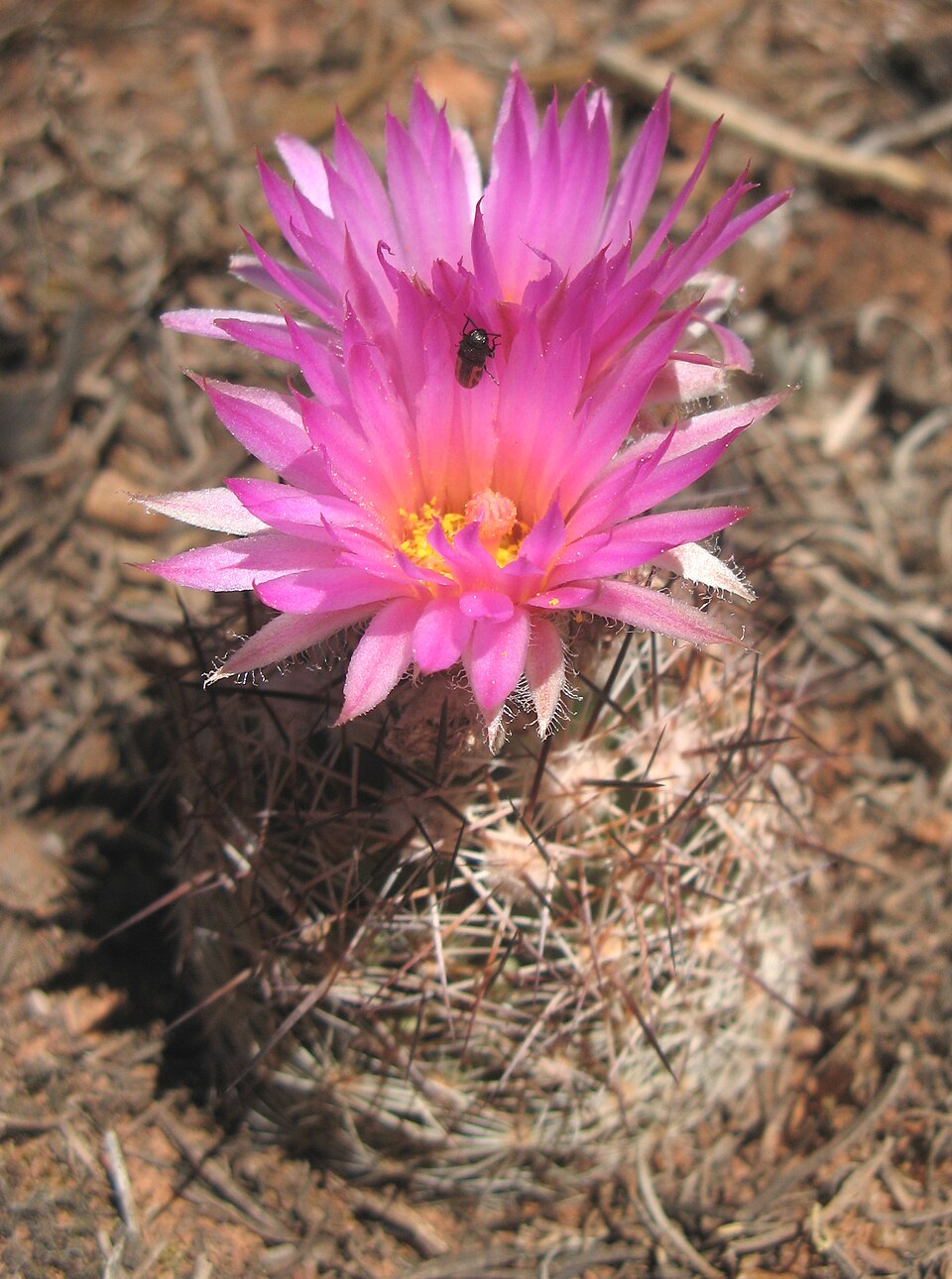 Escobaria vivipara (Spinystar) (alternate view 8)