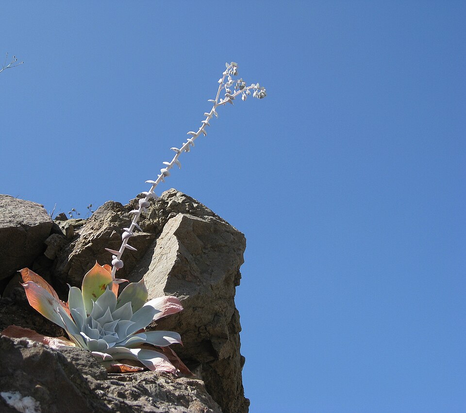 Dudleya pulverulenta (Chalk Dudleya) (alternate view 10)