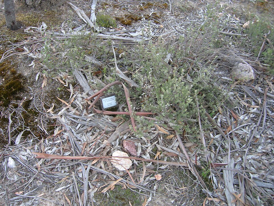 Grevillea lavandulacea (Lavender Grevillea) (alternate view 3)