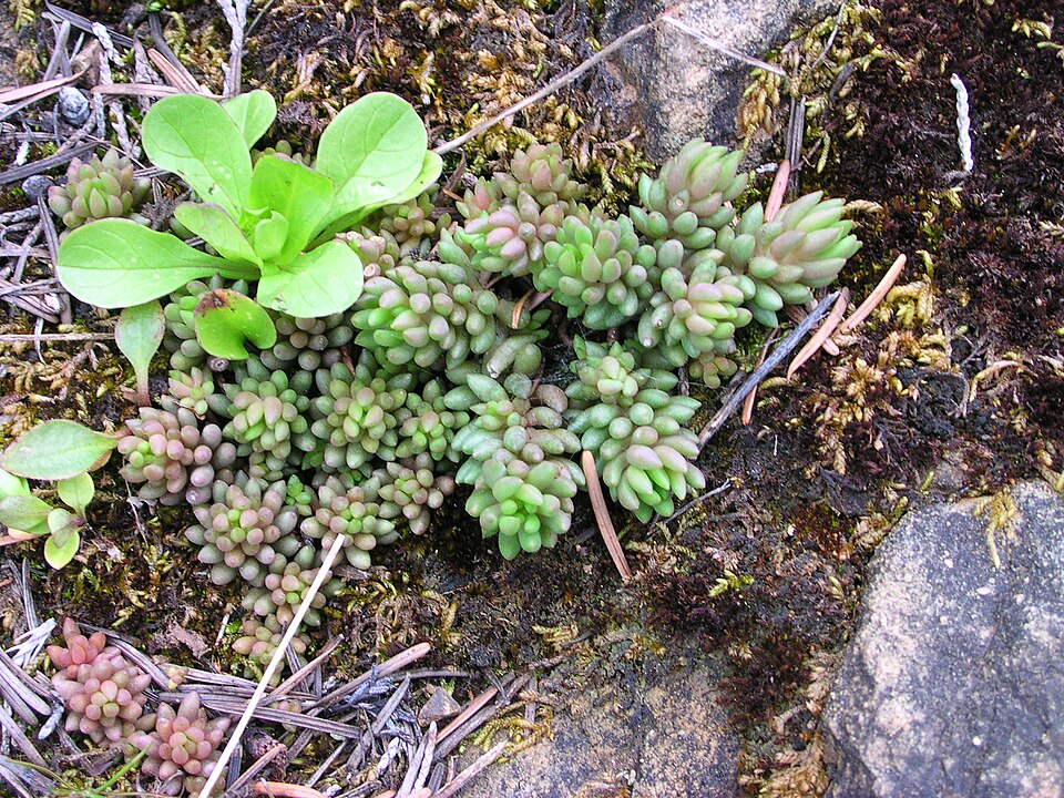 Sedum lanceolatum (Spearleaf Stonecrop) (alternate view 6)