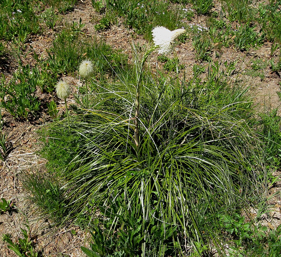 Xerophyllum tenax (Beargrass) (alternate view 5)