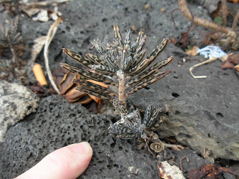 Kalanchoe delagoensis (Mother of Millions) (alternate view 7)