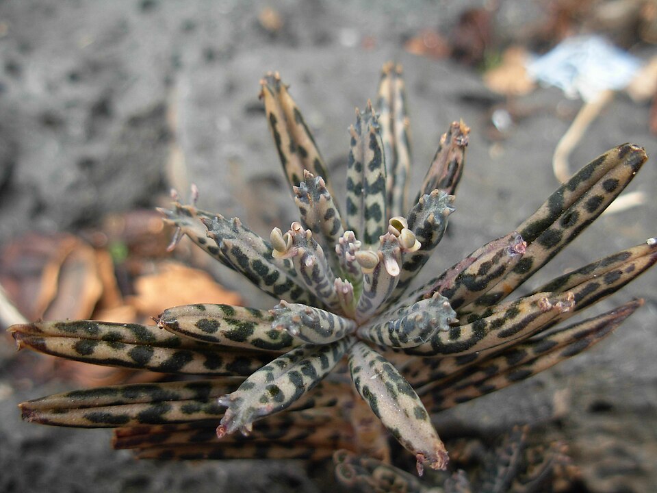 Kalanchoe delagoensis (Mother of Millions) (alternate view 8)